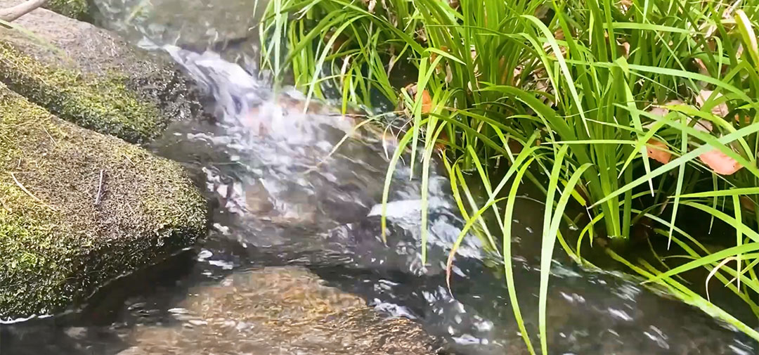 FAGASSENT AQUA SHOUT / ファガッセン・アクアシャウト